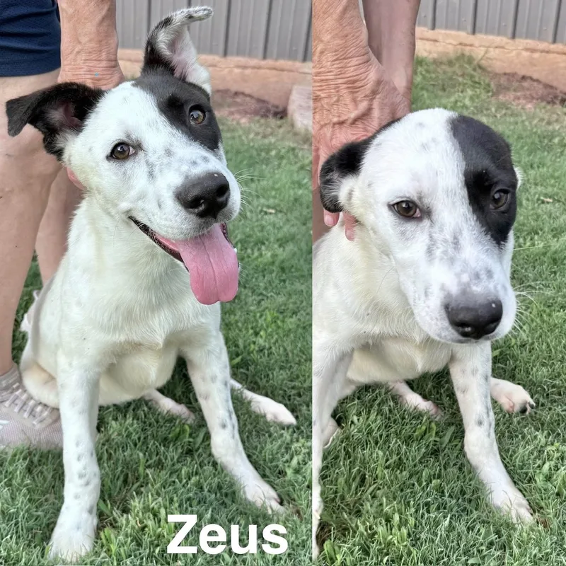 A baby medium-sized male Australian Cattle Dog / Blue Heeler dog named Zeus for adoption in Manchester, CT