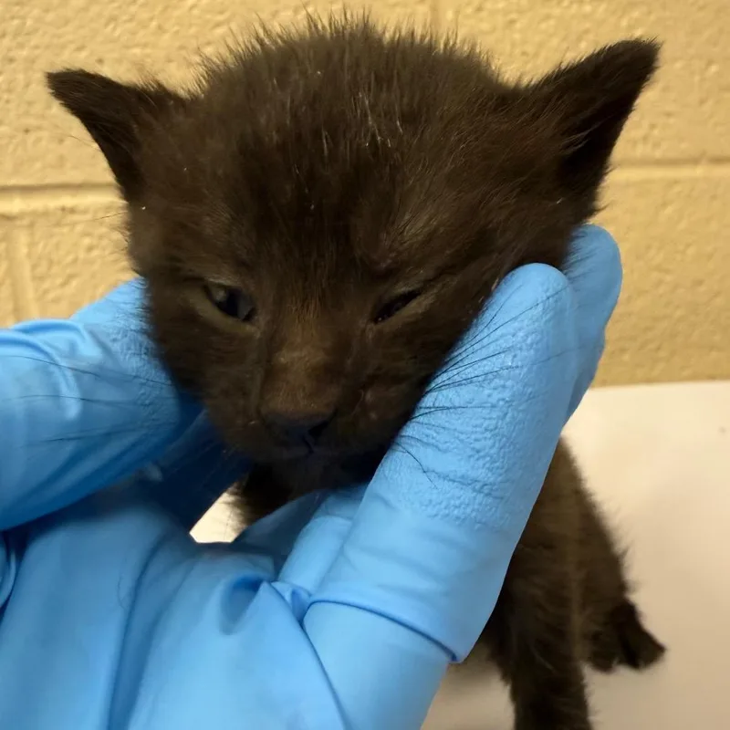A baby small-sized female Black Domestic Short Hair cat named Layer Burrito for adoption in Troy, VA