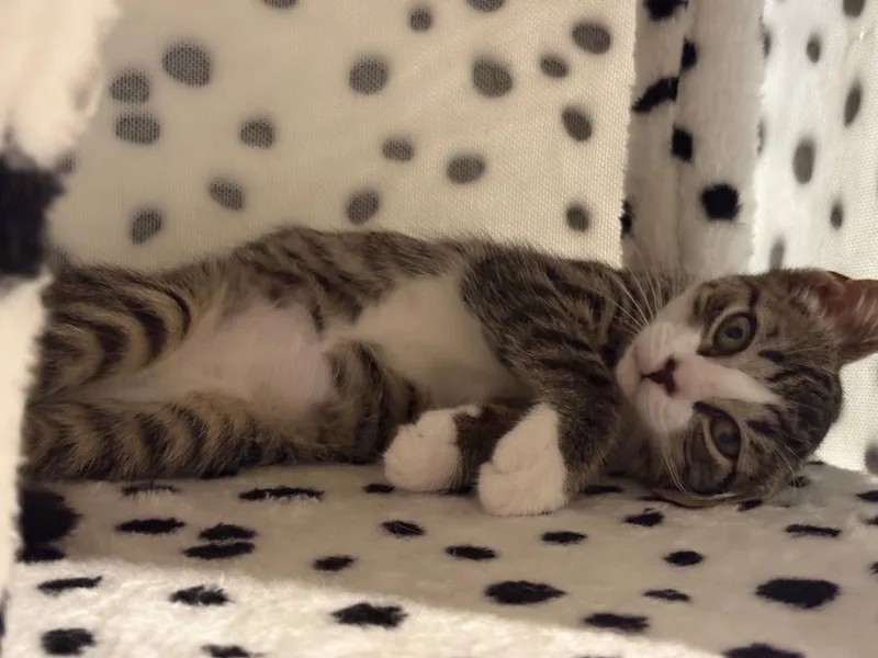 A baby small-sized female Domestic Short Hair cat named Emma for adoption in Melrose, MA