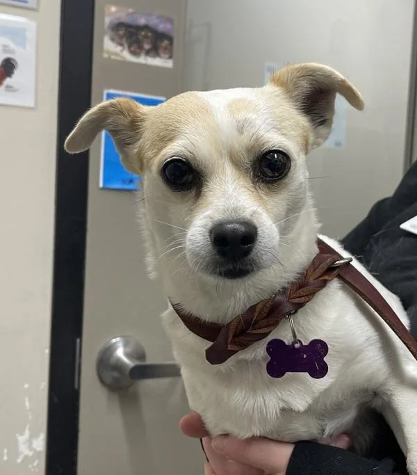 An adult small-sized male Chihuahua dog named Boss Man for adoption in El Cajon, CA