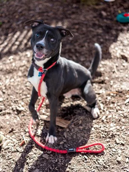 An adult large-sized male Mixed Breed dog named Barley for adoption in Chamblee, GA