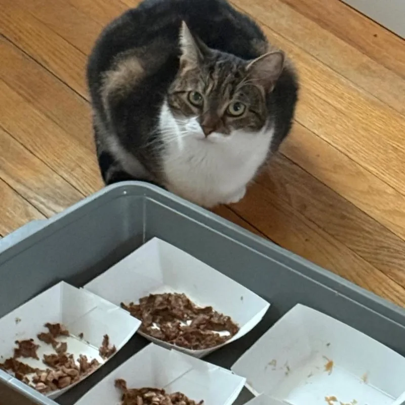 An adult medium-sized female Tabby (Brown / Chocolate) American Shorthair cat named Lily for adoption in Newark, NJ