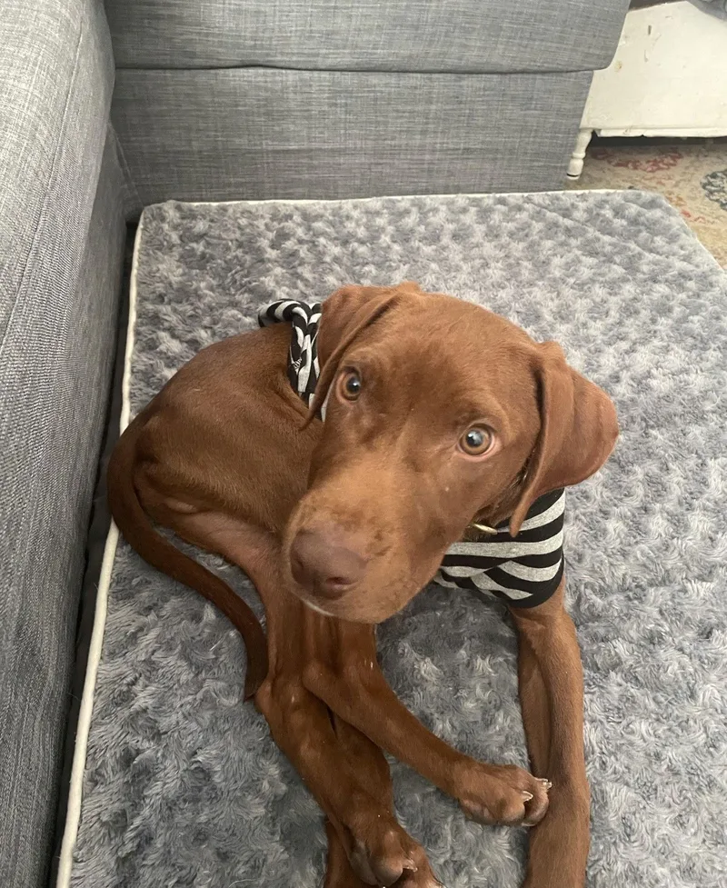 Brown Gravy thumbnail 2