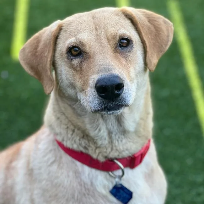 An adult large-sized female Golden Retriever dog named Mandie for adoption in San Diego, CA
