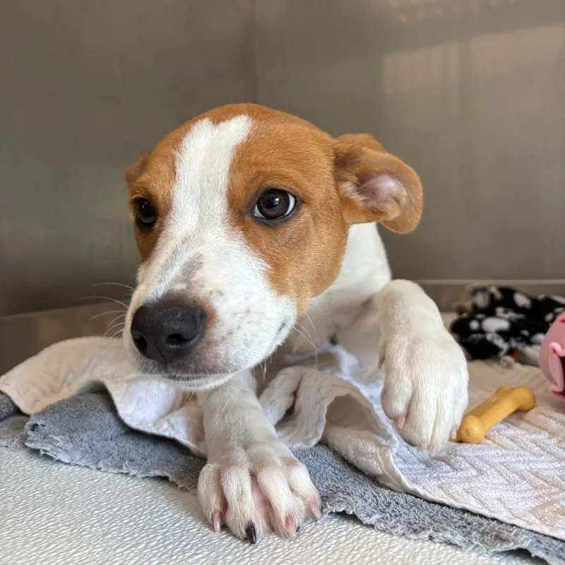 A baby small-sized female White / Cream Mixed Breed dog named Mable for adoption in Saint Charles, MO