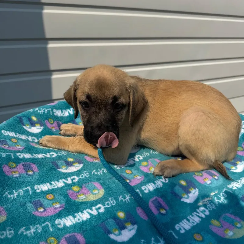 A baby small-sized male Yellow / Tan / Blond / Fawn Pit Bull Terrier dog named Elias for adoption in Newberg, OR