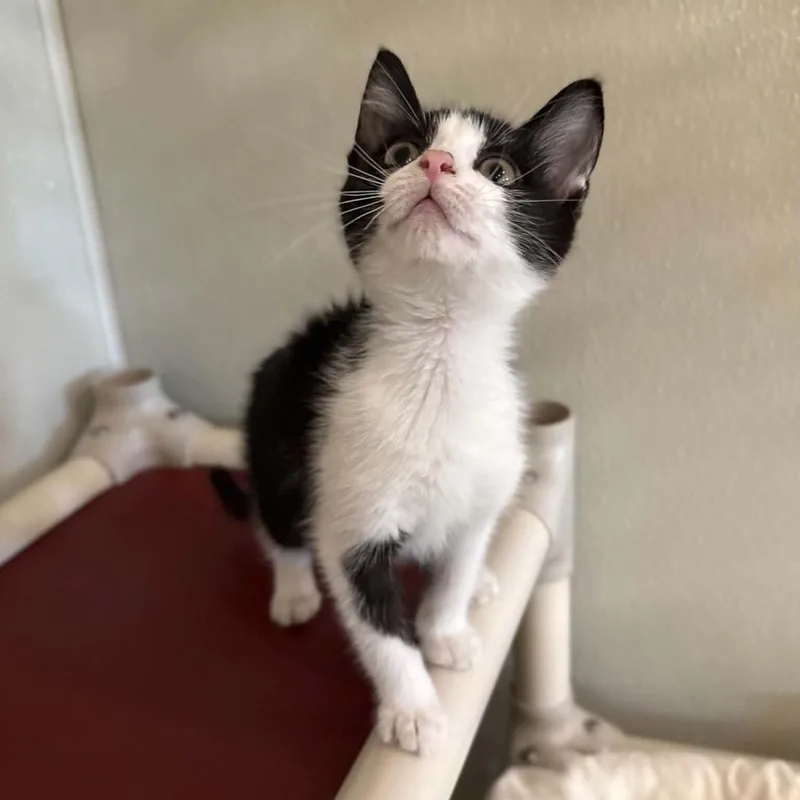 A baby medium-sized female Black Domestic Short Hair cat named Love's for adoption in Penn Yan, NY