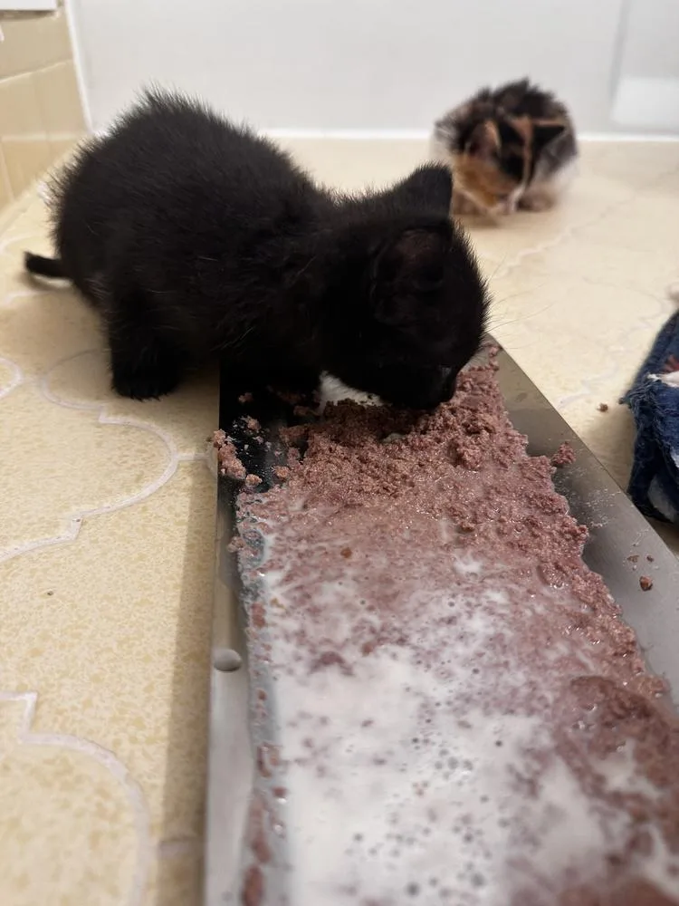 A baby small-sized female Black Domestic Short Hair cat named Hen for adoption in Greensboro, NC