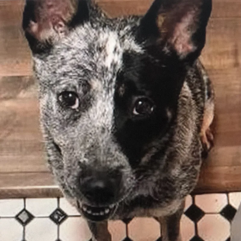 An adult medium-sized female Black Australian Cattle Dog / Blue Heeler dog named Bella for adoption in Burbank, CA