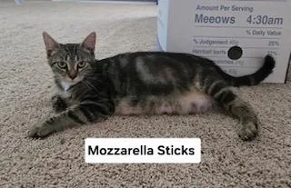 A baby medium-sized female Domestic Short Hair cat named Mozzarella Sticks for adoption in Parkville, MD