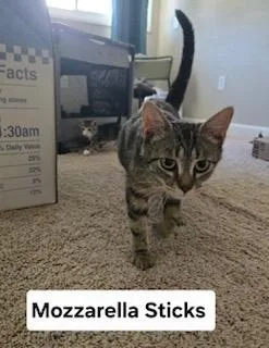 Mozzarella Sticks thumbnail 2