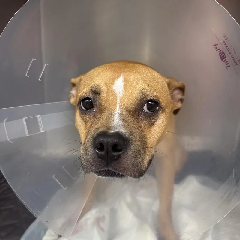 A young small-sized female Brown / Chocolate American Staffordshire Terrier dog named Blondie for adoption in Lauderhill, FL