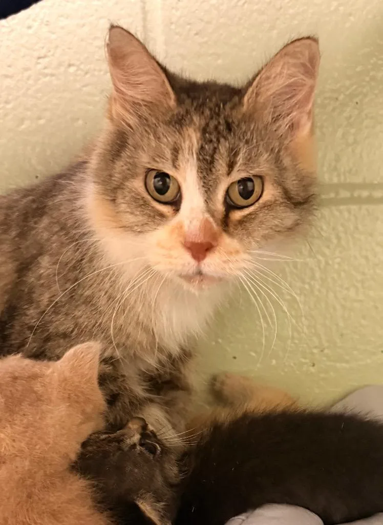 A young medium-sized female Domestic Medium Hair cat named Mercedes for adoption in Defiance, OH
