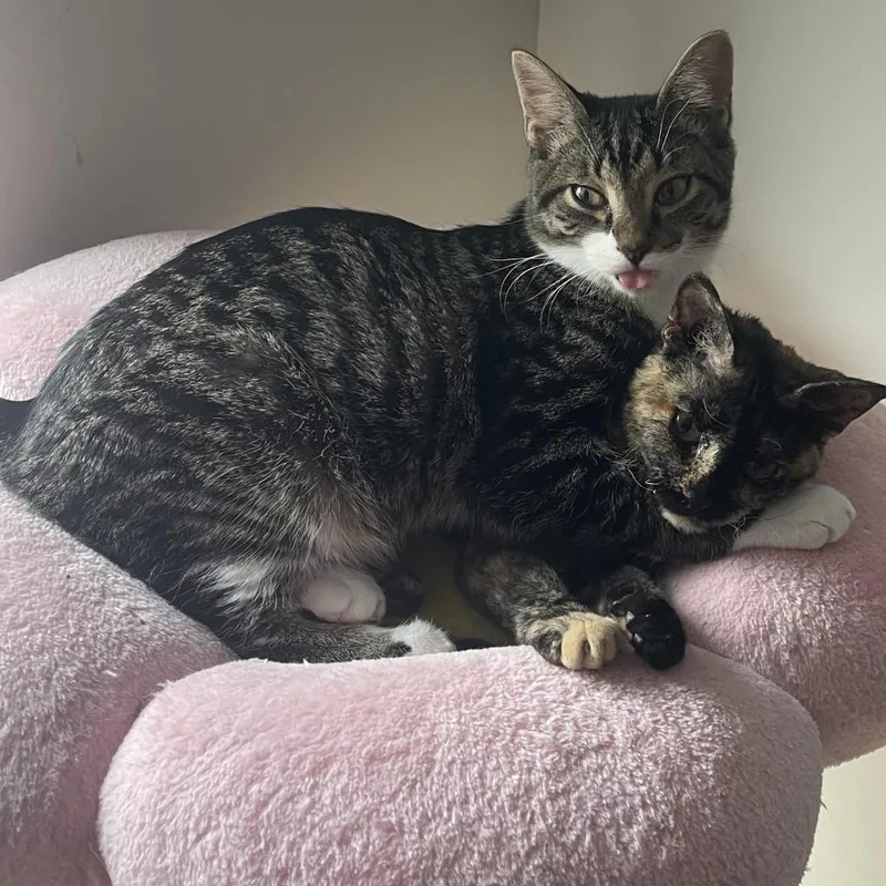An adult small-sized male Brown / Chocolate Domestic Short Hair cat named Dudley Doright Rockbridge for adoption in Merrifield, VA