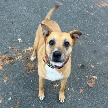 An adult medium-sized female Shepherd dog named Mildred for adoption in Concord, NC