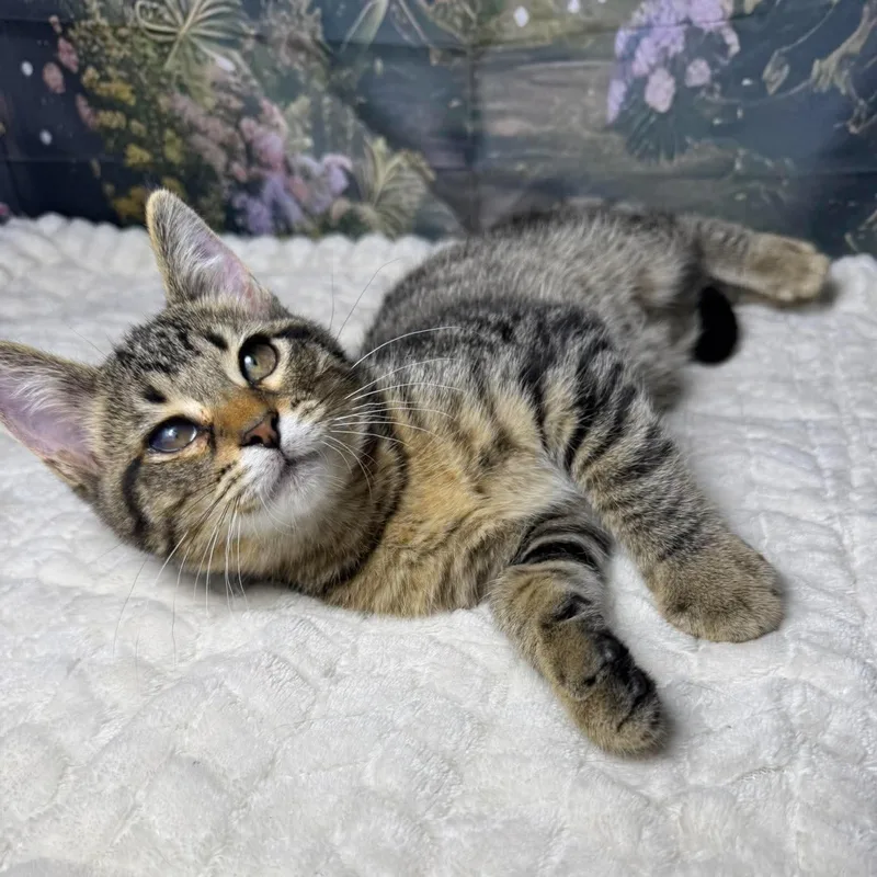 A baby medium-sized male Tabby (Brown / Chocolate) Tabby cat named Milky Way for adoption in Greensburg, PA