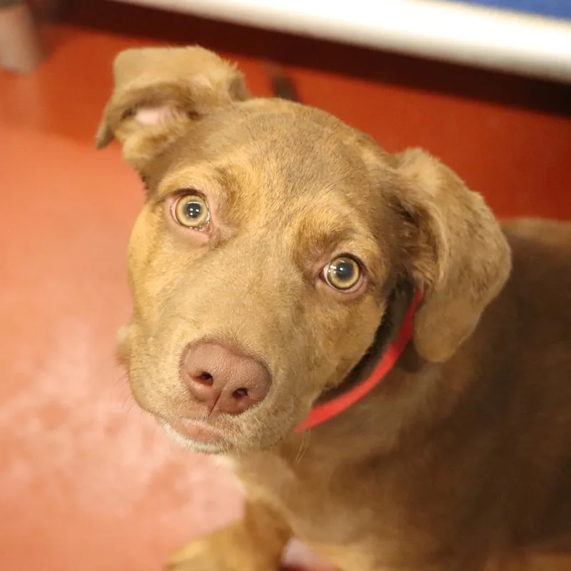 A baby medium-sized female Mixed Breed dog named Scarlet for adoption in Port Washington, NY