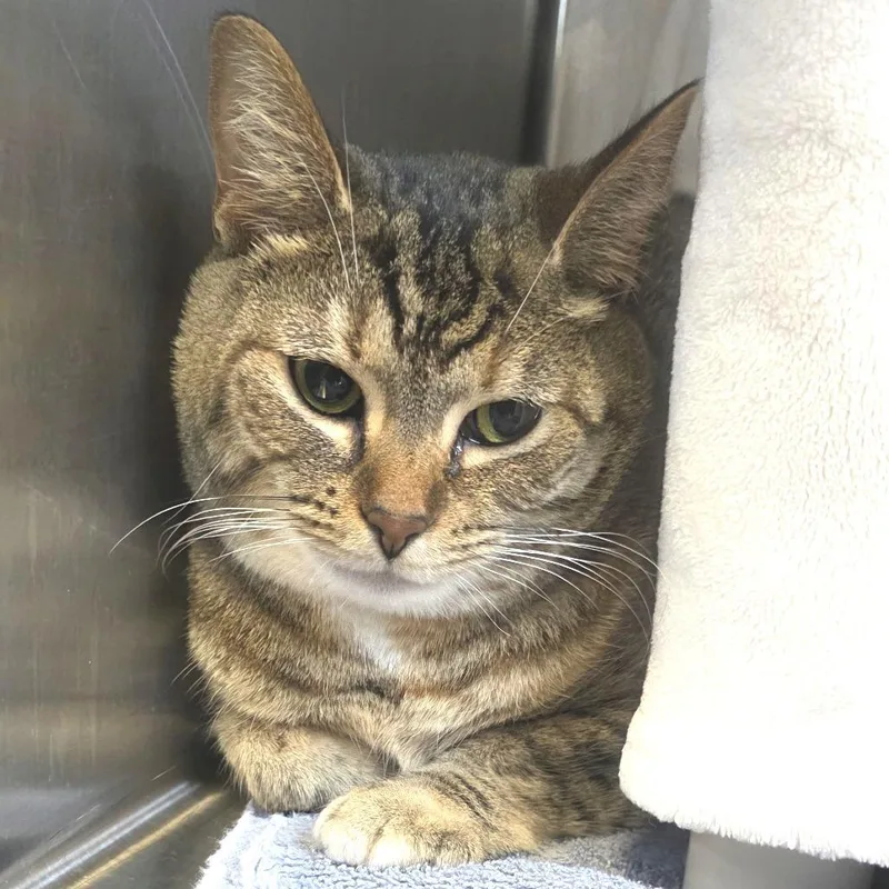 Penelope thumbnail 2