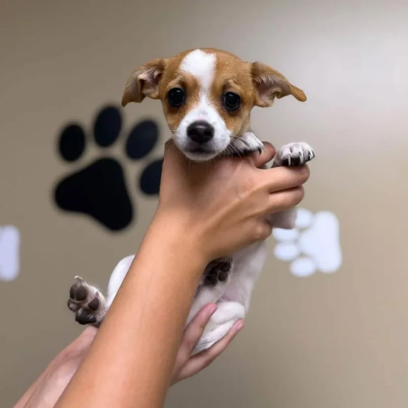 A baby small-sized male Yellow / Tan / Blond / Fawn Chihuahua dog named Austin for adoption in Alexandria, VA