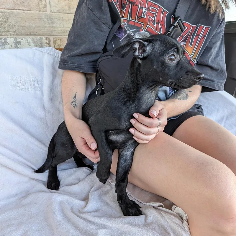 A baby small-sized female Dachshund dog named Darling for adoption in Chico, CA