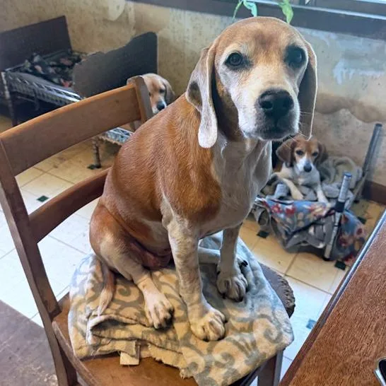 A senior medium-sized female Golden Beagle dog named Dolly for adoption in London, OH