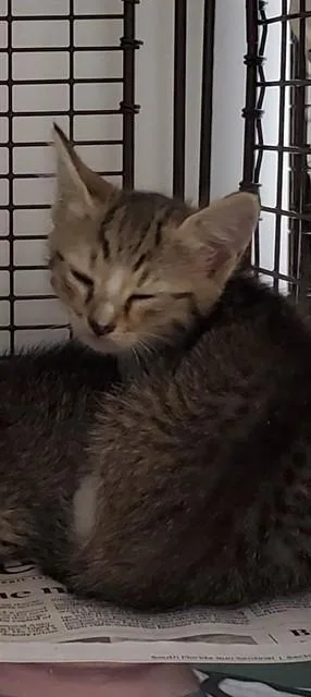 A baby small-sized female Domestic Short Hair cat named Jolie for adoption in Fort Lauderdale, FL