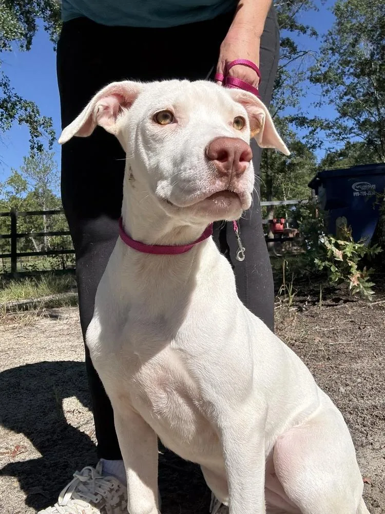 A young medium-sized female Labrador Retriever dog named Darla for adoption in Thompson, PA