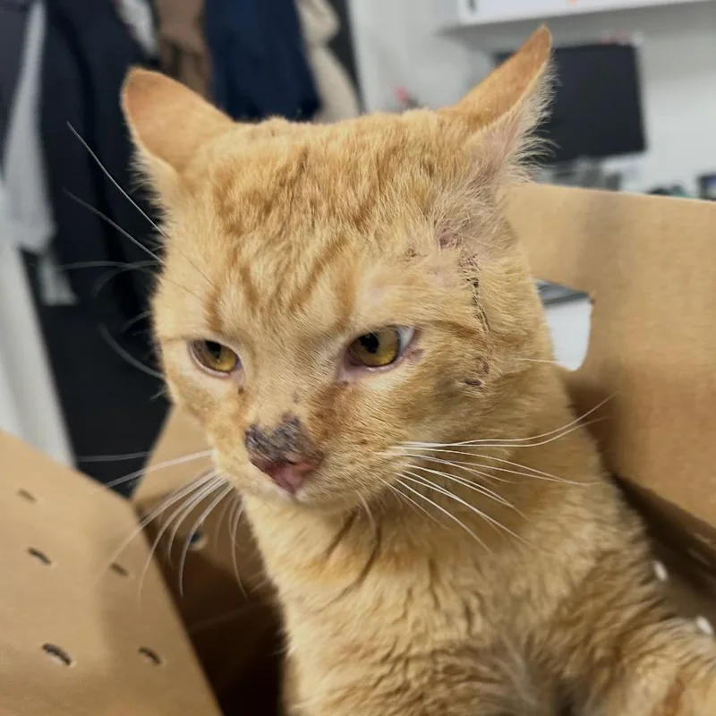 An adult large-sized male Orange / Red Domestic Short Hair cat named Macaroni MQ for adoption in Newark, NJ