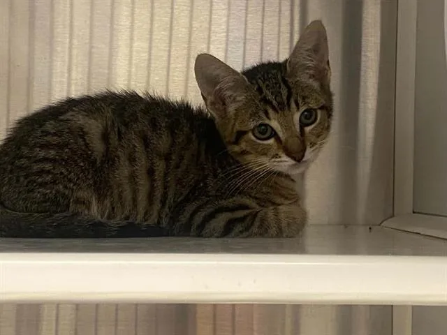 A baby small-sized male Domestic Short Hair cat named Christian for adoption in Tustin, CA