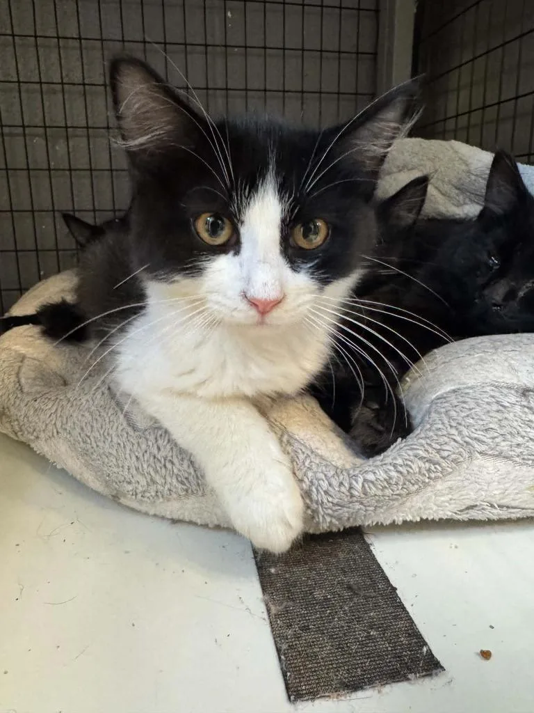 A baby small-sized male Domestic Short Hair cat named Oreo for adoption in Boone, IA