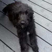 A young medium-sized male Labradoodle dog named Checkers for adoption in Monticello, NY