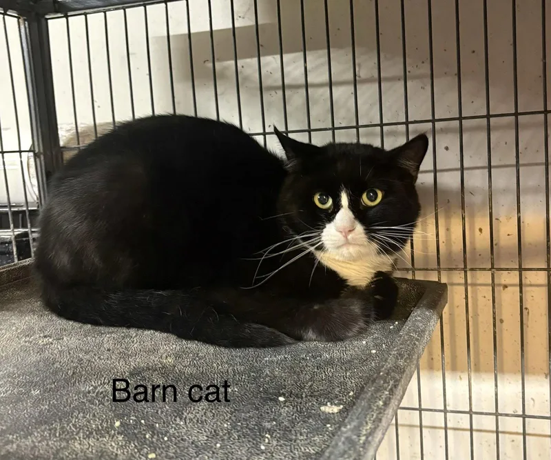 An adult medium-sized male Black & White / Tuxedo Domestic Short Hair cat named Spooky for adoption in White Bluff, TN