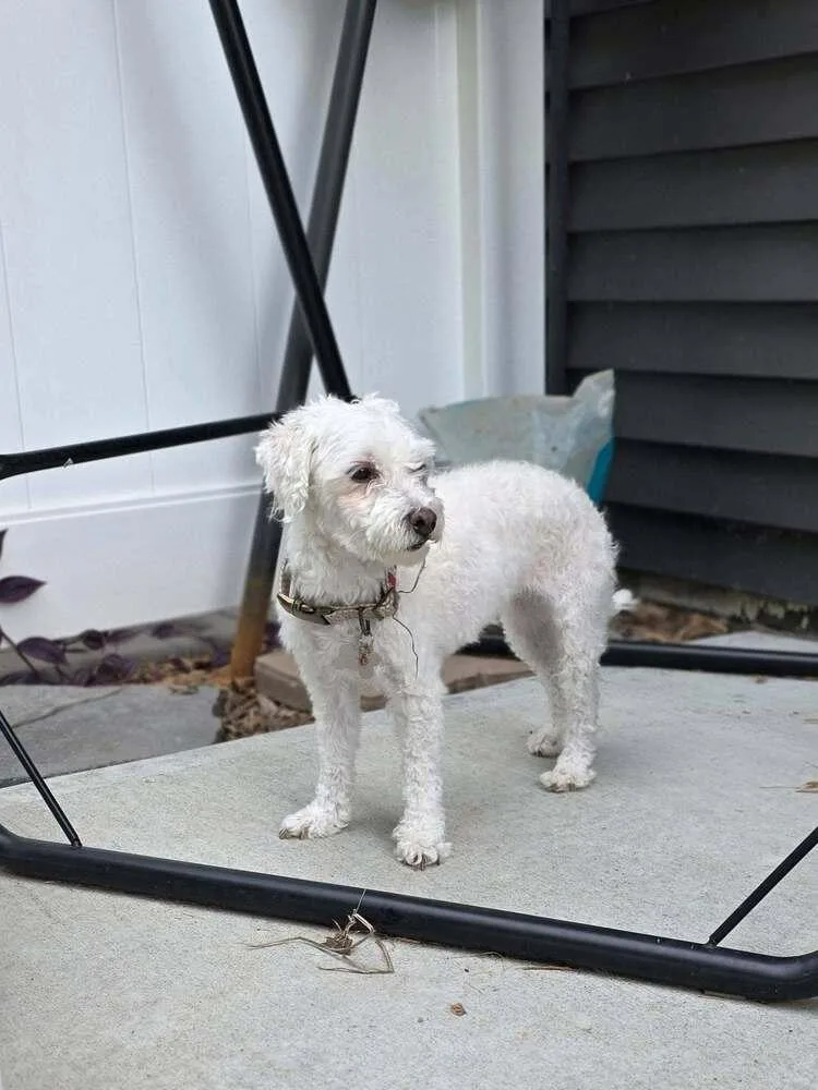 An adult small-sized female Shih Tzu dog named Lupe for adoption in Council Bluffs, IA