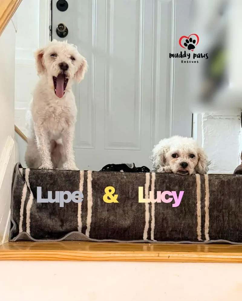 Lupe thumbnail 3