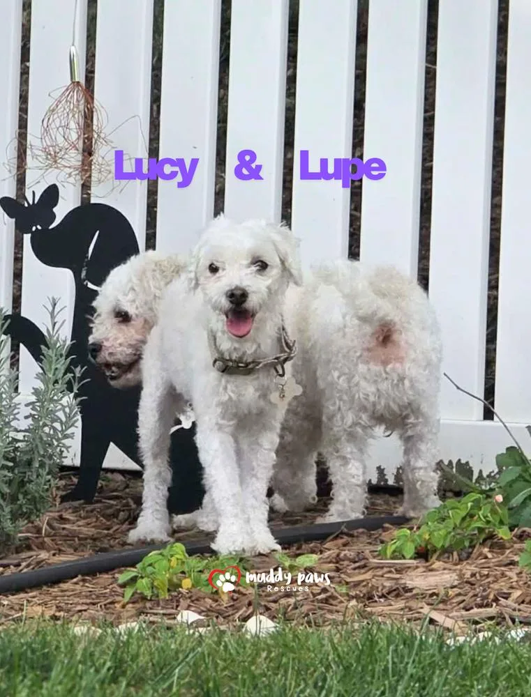 Lupe thumbnail 4