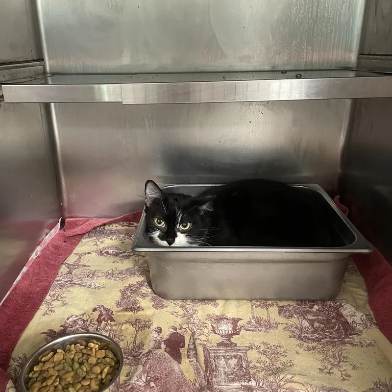 An adult medium-sized female Black Domestic Short Hair cat named Laurel for adoption in Galax, VA
