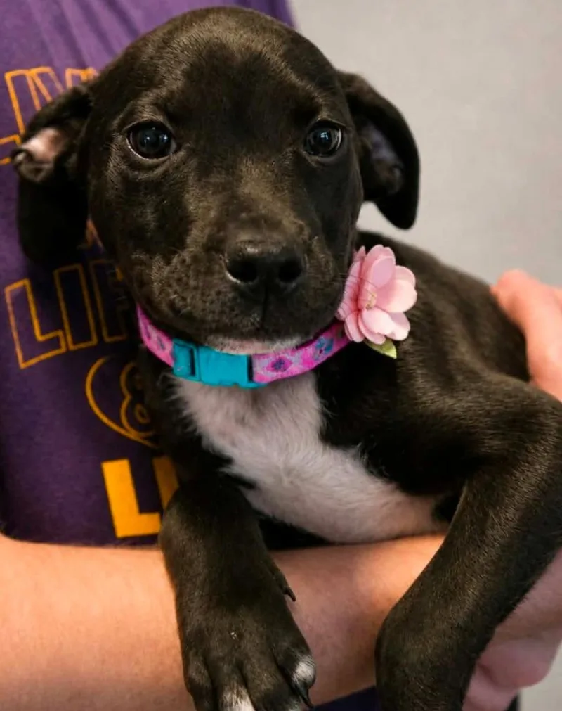 A baby medium-sized female Labrador Retriever dog named Vera for adoption in El Dorado, AR