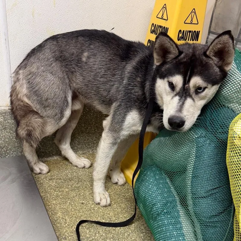 An adult medium-sized male White / Cream Husky dog named IVHSStray for adoption in San Gabriel, CA