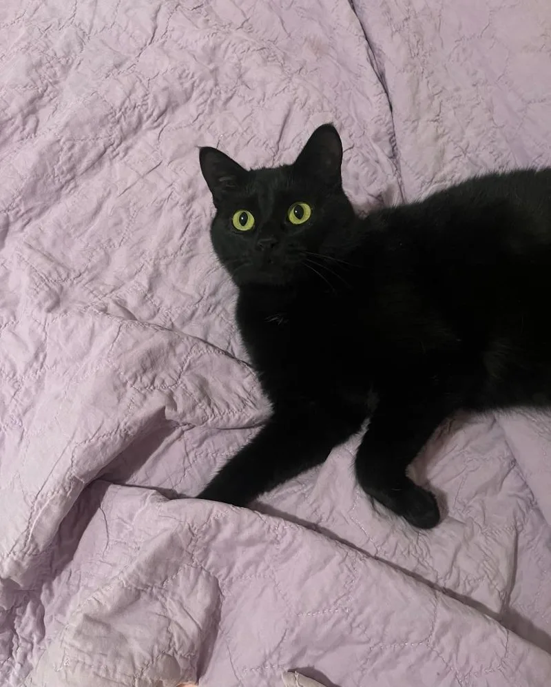 A young medium-sized female Domestic Short Hair cat named Tishno Longer Accepting Apps for adoption in Minneapolis, MN