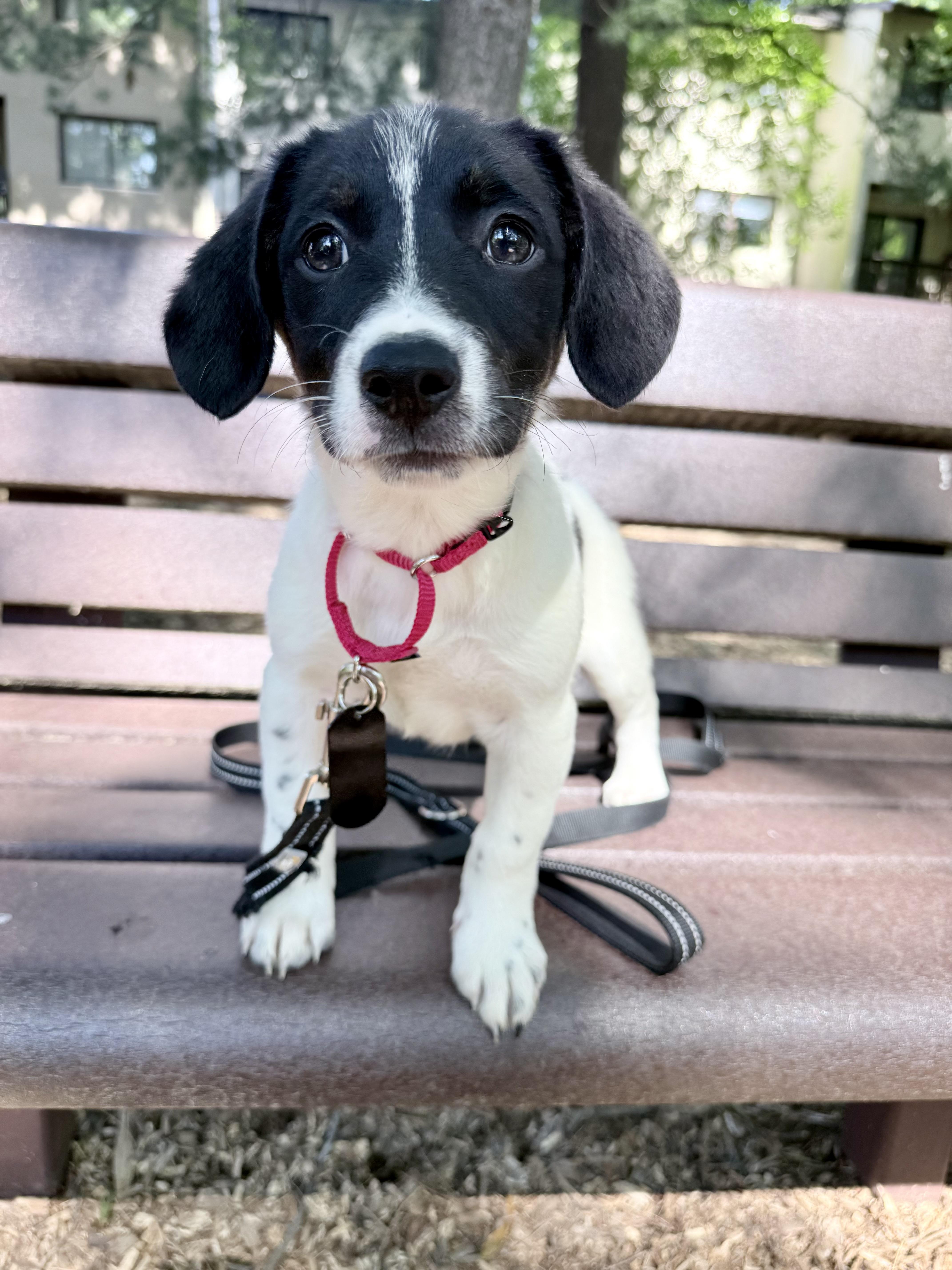 A baby medium-sized male Black Terrier dog named Spot for adoption in Fairfax, VA