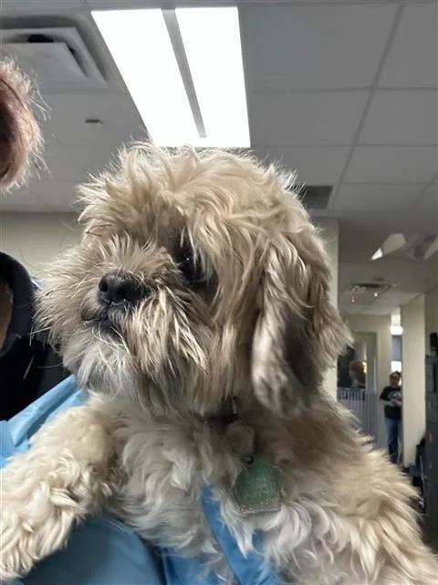 An adult small-sized female Shih Tzu dog named Thelma for adoption in San Antonio, TX
