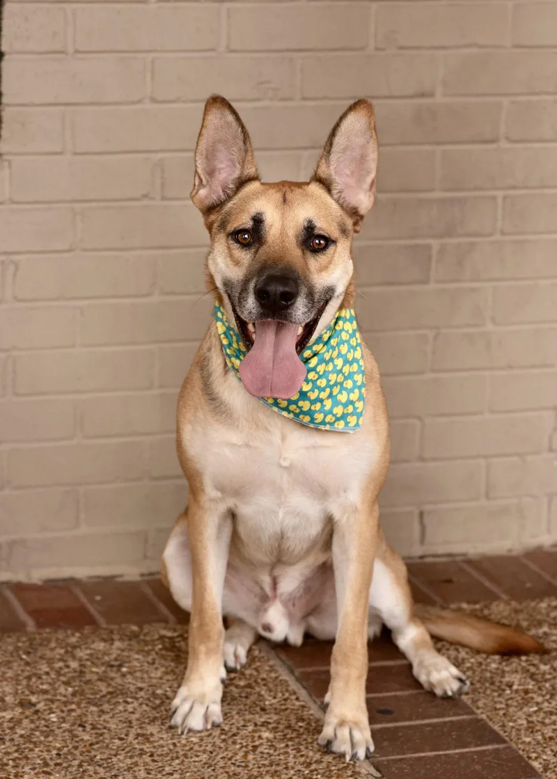 An adult large-sized male German Shepherd Dog dog named Sammie for adoption in Southaven, MS