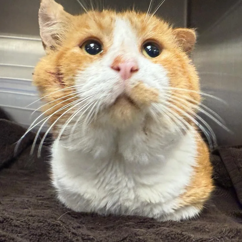 An adult large-sized male Domestic Short Hair cat named Big Al for adoption in Perkiomenville, PA