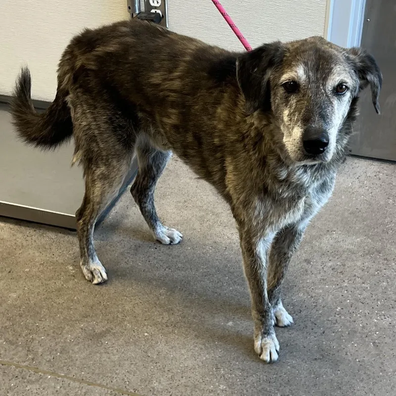 A senior large-sized male Yellow / Tan / Blond / Fawn Mixed Breed dog named Zeus for adoption in Las Cruces, NM