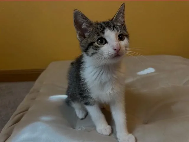 A baby small-sized male Domestic Short Hair cat named Ulysses for adoption in Ames, IA