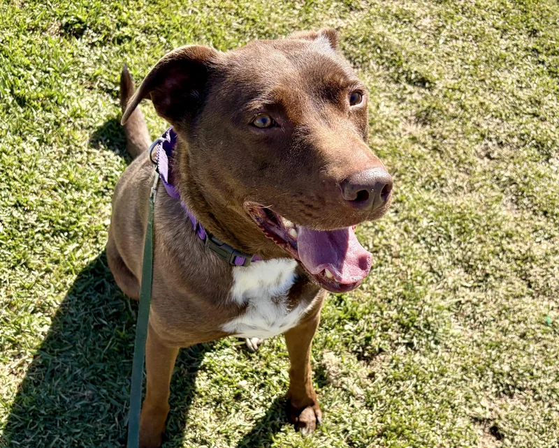 An adult large-sized male Brown / Chocolate Labrador Retriever dog named Scout for adoption in San Clemente, CA