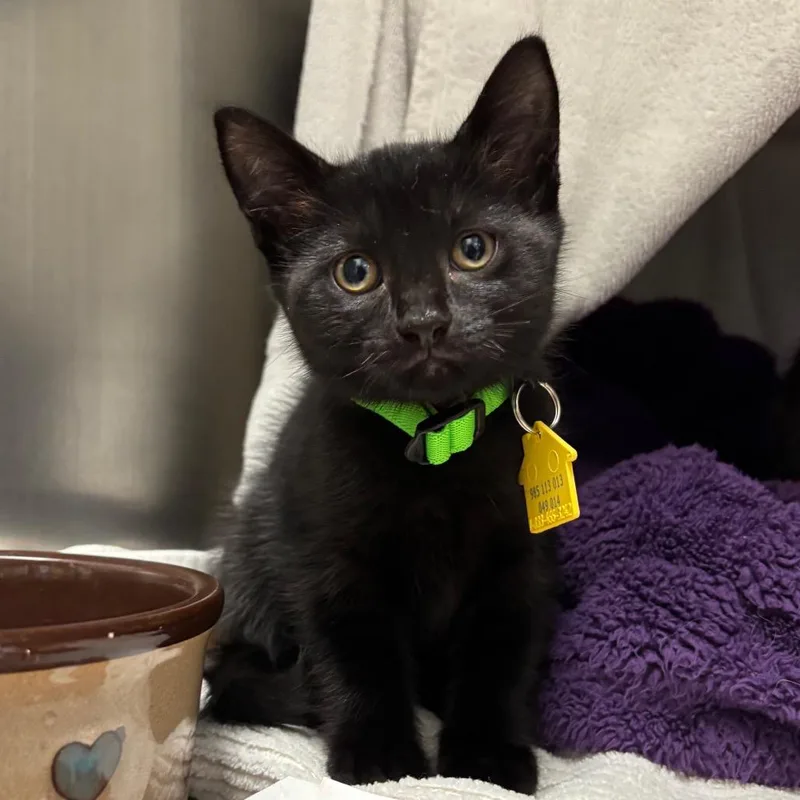A baby small-sized female Black Domestic Short Hair cat named Bo Peep for adoption in Springfield, MA