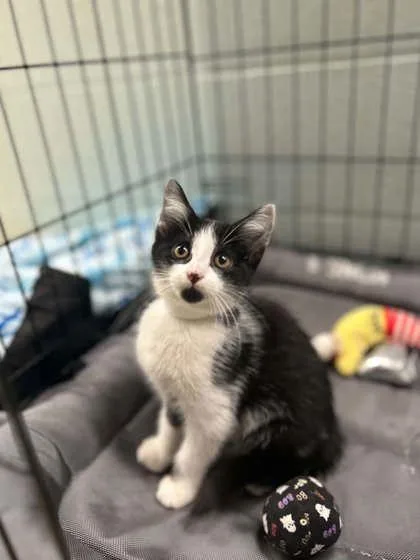 A baby small-sized female Domestic Short Hair cat named Baya for adoption in Munster, IN