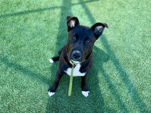A young large-sized male Labrador Retriever dog named Bean for adoption in Los Angeles, CA