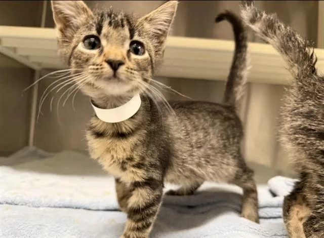 A baby small-sized male Domestic Short Hair cat named Benedict for adoption in Tustin, CA
